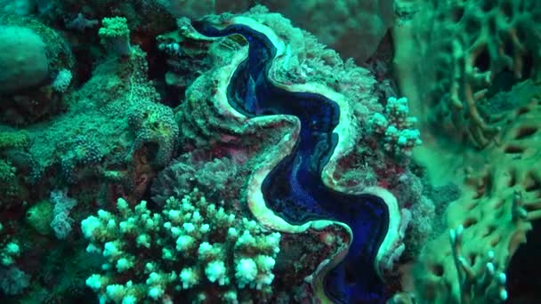 Коралловый Риф Красном Море Абу Даб Египет Красивый Подводный Пейзаж — стоковое видео