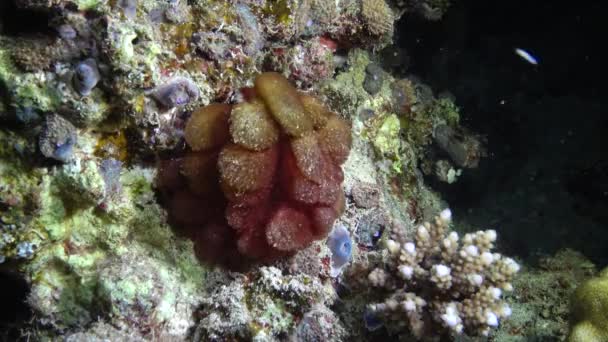 Arrecife Coral Mar Rojo Abu Dub Egipto Hermoso Paisaje Submarino — Vídeo de stock