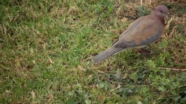 埃及的鸽子在酒店的地盘上 驯服的鸟儿 埃及的鸟类 一只小鸟 — 图库视频影像