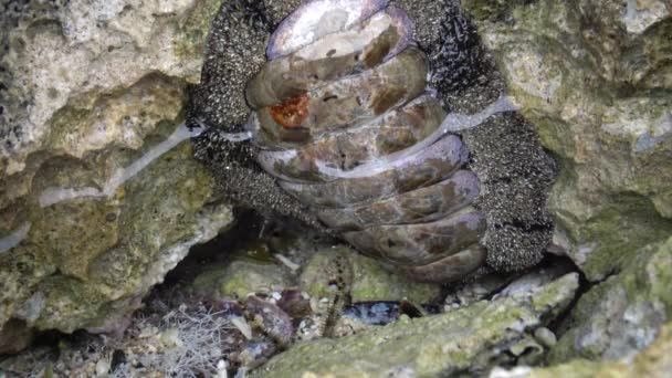 Vaillants Chiton Acanthopleura Vaillanti 먹이를 근처의 물에서 기어다니는 Marsa Alam — 비디오