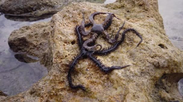 Brittle Star Ophiocoma Scolopendrina Crawling Slowly Rocks Coral Reef Marsa — Stock Video