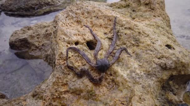 Brittle Star Ophiocoma Scolopendrina Crawling Slowly Rocks Coral Reef Marsa — Stock Video