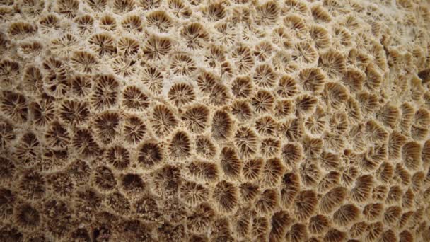 Esqueleto Calcáreo Corales Muertos Marsa Alam Abu Dabab Egipto — Vídeo de stock