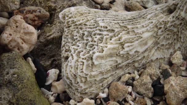 石灰状的死亡珊瑚骨架 Marsa Alam Abu Dabab — 图库视频影像