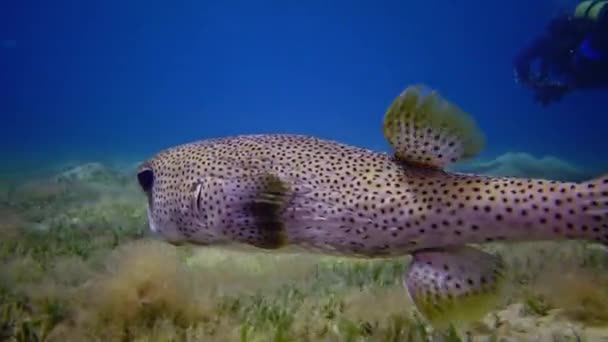 白化したフグ アロストロンヒスピダス 魚は日中ゆっくりと砂の底を泳いでいる エジプト — ストック動画