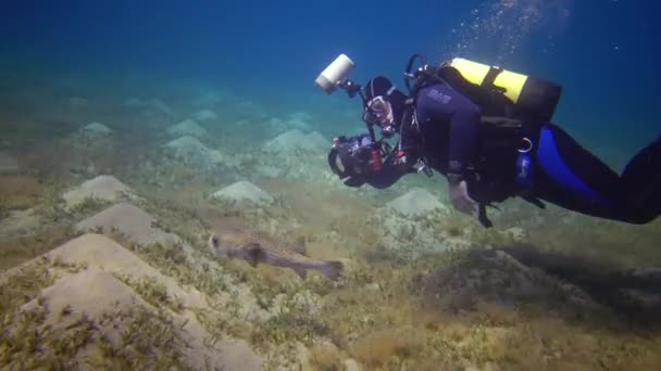 Egipto Abu Dabbab Mayo 2019 Fotógrafo Dispara Como Pez Durante — Vídeo de stock