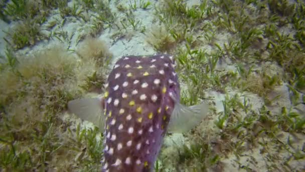 黄斑梭鱼 Cyclichthys Spilostylus 在水下灯笼的灯光下 鱼在沙质底部上方游动 Marsa Alam Abu Dabab — 图库视频影像