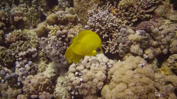 隐蔽的蝴蝶鱼 Chaetodon Semilarvatus 鱼慢慢地游过珊瑚礁 阿布达布 — 图库视频影像