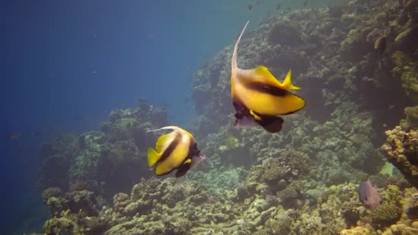 Рыба Красного Моря Рыбы Плавают Над Коралловым Рифом Heniochus Intermedius — стоковое видео