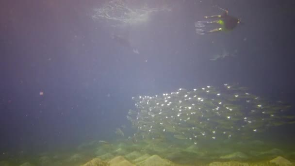 Большое Стадо Пелагических Рыб Возле Кораллового Рифа Красном Море Абу — стоковое видео