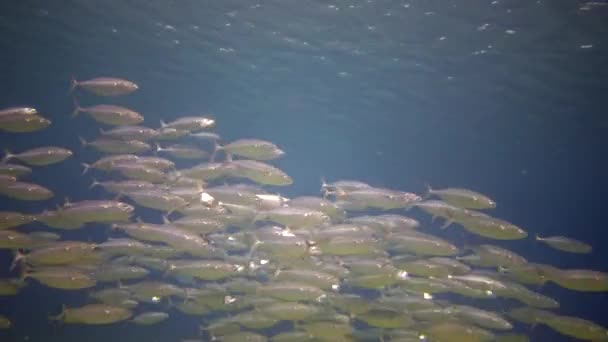 Ένα Μεγάλο Σμήνος Πελαγικών Ψαριών Κοντά Έναν Κοραλλιογενή Ύφαλο Στην — Αρχείο Βίντεο