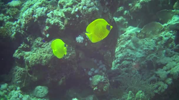 隐蔽的蝴蝶鱼 Chaetodon Semilarvatus 鱼慢慢地游过珊瑚礁 阿布达布 — 图库视频影像