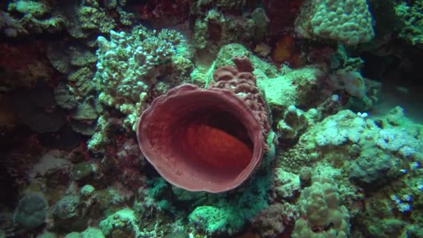 Pikantní Trubice Houba Callyspongia Crassa Mořská Houba Červená Světle Podvodní — Stock video