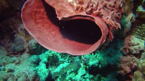 Pikantní Trubice Houba Callyspongia Crassa Mořská Houba Červená Světle Podvodní — Stock video