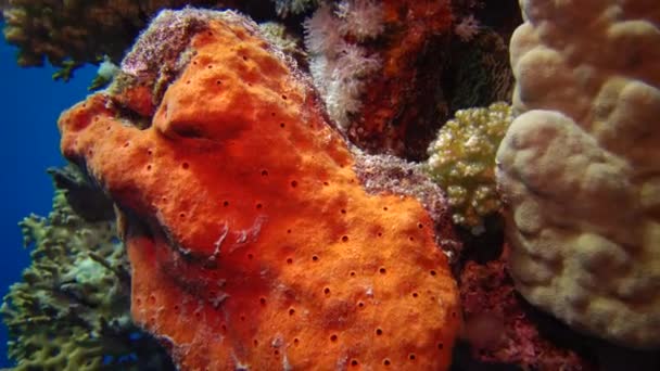 Large Orange Sea Sponge Light Underwater Lamp Red Sea Egypt — Stock Video