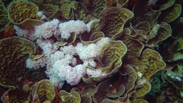 Κοραλλιογενής Ύφαλος Διαφορετικοί Τύποι Κοραλλιών Και Τροπικών Ψαριών Φύση Της — Αρχείο Βίντεο