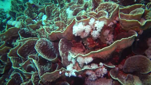 Arrecife Coral Diferentes Tipos Coral Peces Tropicales Naturaleza Del Mar — Vídeo de stock