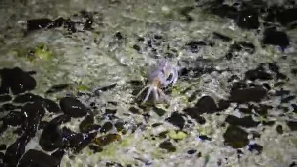 Crabe fantôme de la mer Rouge (Ocypode saratan, crabe court le long du sable, terriers dans le sable sur la plage de la mer Rouge 