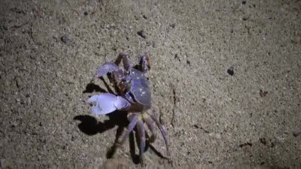 Καβούρι Φάντασμα Ερυθράς Θάλασσας Ocypode Saratan Καβούρι Τρέχει Κατά Μήκος — Αρχείο Βίντεο