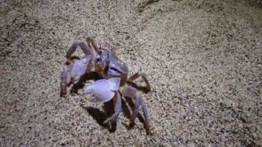 Kızıl Deniz hayalet yengeci (Ocypode saratan, yengeç kumda koşar, Kızıldeniz sahilindeki kumda yuva yapar
