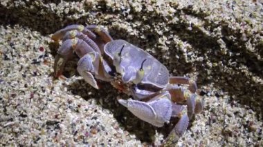 Kızıl Deniz hayalet yengeci (Ocypode saratan, yengeç kumda koşar, Kızıldeniz sahilindeki kumda yuva yapar