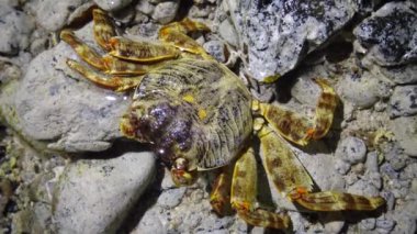 Resifteki kıyı şeridindeki yengeç, Kızıldeniz, Mısır