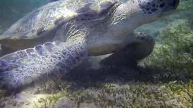 Şahin gagalı deniz kaplumbağası (Eretmochelys imbricata) veya deniz tabanında deniz yosunu yiyen yeşil deniz kaplumbağası (Chelonia mydas), Kızıl Deniz, Mısır