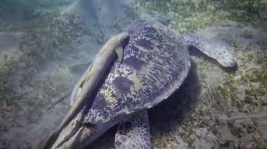 Şahin gagalı deniz kaplumbağası (Eretmochelys imbricata) veya deniz tabanında deniz yosunu yiyen yeşil deniz kaplumbağası (Chelonia mydas), Kızıl Deniz, Mısır