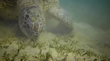 Şahin gagalı deniz kaplumbağası (Eretmochelys imbricata) veya deniz tabanında deniz yosunu yiyen yeşil deniz kaplumbağası (Chelonia mydas), Kızıl Deniz, Mısır