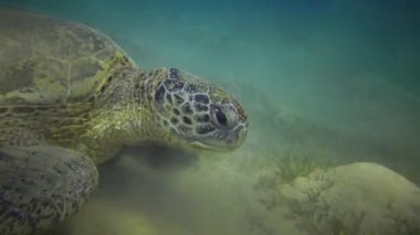 Şahin gagalı deniz kaplumbağası (Eretmochelys imbricata) veya deniz tabanında deniz yosunu yiyen yeşil deniz kaplumbağası (Chelonia mydas), Kızıl Deniz, Mısır