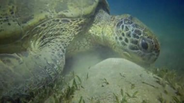 Şahin gagalı deniz kaplumbağası (Eretmochelys imbricata) veya deniz tabanında deniz yosunu yiyen yeşil deniz kaplumbağası (Chelonia mydas), Kızıl Deniz, Mısır