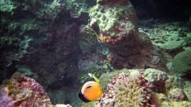 Kızıl Deniz Balığı. Gece videosu, tropikal balıklar geceleri resifteki mercanların yanında uyur. Kızıl Deniz, Marsa Alam, Marsa Alam, Abu Dabab, Mısır