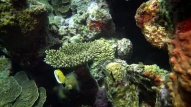 Kızıl Deniz Balığı. Gece videosu, tropikal balıklar geceleri resifteki mercanların yanında uyur. Kızıl Deniz, Marsa Alam, Marsa Alam, Abu Dabab, Mısır