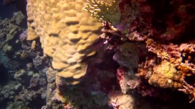 Kızıl Deniz 'deki mercan kayalıkları, Abu Dub. Tropikal balık ve mercanlarla dolu güzel sualtı manzarası. Hayat mercan kayalıkları. Mısır