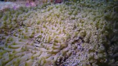 Statik video, Kızıl Deniz 'deki mercan resifi. Mercanlarla, mercanların dokunaçlarıyla güzel bir sualtı manzarası planktonları yakalar ve suda sallanır. Mısır
