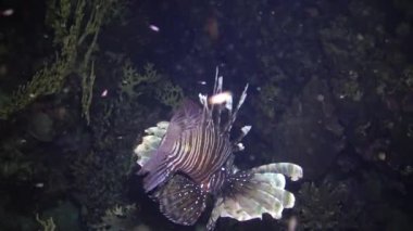 Sıradan aslan balığı (Pterois volitans), bir mercan resifinin üzerinde avlanır ve yüzer. Kızıl Deniz, Mısır