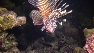 Sıradan aslan balığı (Pterois volitans), bir mercan resifinin üzerinde avlanır ve yüzer. Kızıl Deniz, Mısır