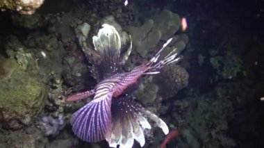 Sıradan aslan balığı (Pterois volitans), bir mercan resifinin üzerinde avlanır ve yüzer. Kızıl Deniz, Mısır