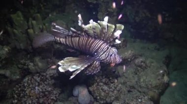 Sıradan aslan balığı (Pterois volitans), bir mercan resifinin üzerinde avlanır ve yüzer. Kızıl Deniz, Mısır