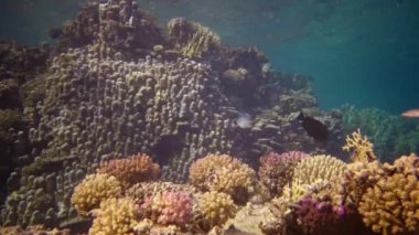 Hayat mercan kayalıkları. Statik video, Kızıl Deniz 'deki mercan resifi, Abu Dub. Tropikal balık ve mercanlarla dolu güzel sualtı manzarası. Mısır