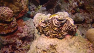 Mollusc, Bivalve (Tridacna Maxima) bivalf yumuşakçaları, Kızıldeniz 'deki mercanlar arasında yetişen, Marsa Alam, Mısır