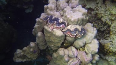 Mollusc, Bivalve (Tridacna Maxima) bivalf yumuşakçaları, Kızıldeniz 'deki mercanlar arasında yetişen, Marsa Alam, Mısır