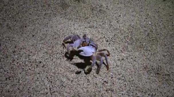 红海鬼魂蟹 奥奇波德沙丁鱼 螃蟹在沙滩上奔跑 在沙滩上打洞 — 图库视频影像
