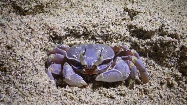 Red Sea Ghost Crab Ocypode Saratan Crab Runs Sand Burrows — Stock Video