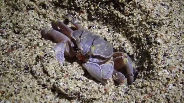 Crabe fantôme de la mer Rouge (Ocypode saratan, crabe court le long du sable, terriers dans le sable sur la plage de la mer Rouge 