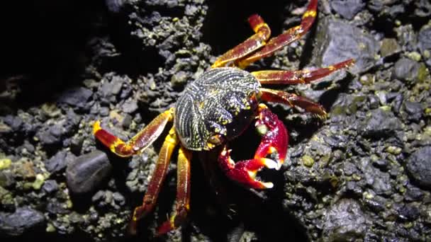 Crabe Côtier Dans Zone Côtière Sur Récif Mer Rouge Egypte — Video