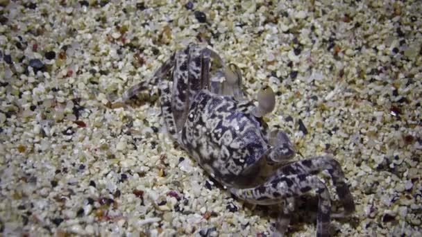 Jeune crabe fantôme de la mer Rouge (Ocypode saratan, crabe court le long du sable, terriers dans le sable sur la plage de la mer Rouge 