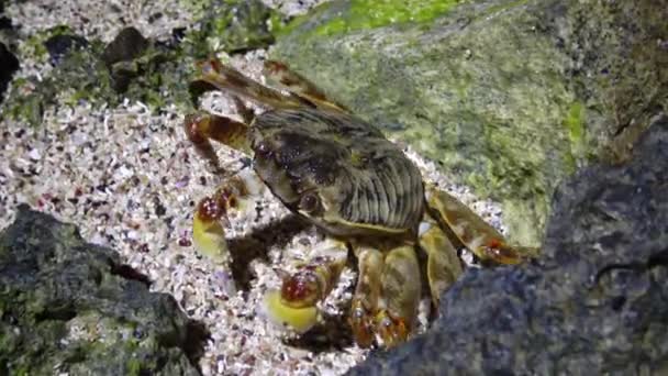 Crabe côtier dans la zone côtière sur le récif, Mer Rouge, Egypte 