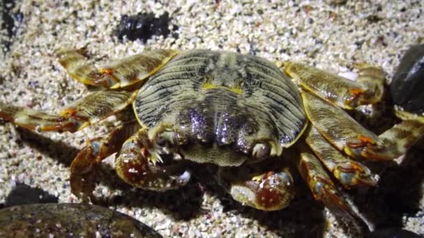 Crabe Côtier Dans Zone Côtière Sur Récif Mer Rouge Egypte — Video