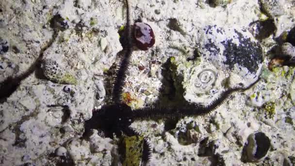 Brittle Star Ophiocoma Scolopendrina Crawling Shallow Water Shore Search Food — Stock Video